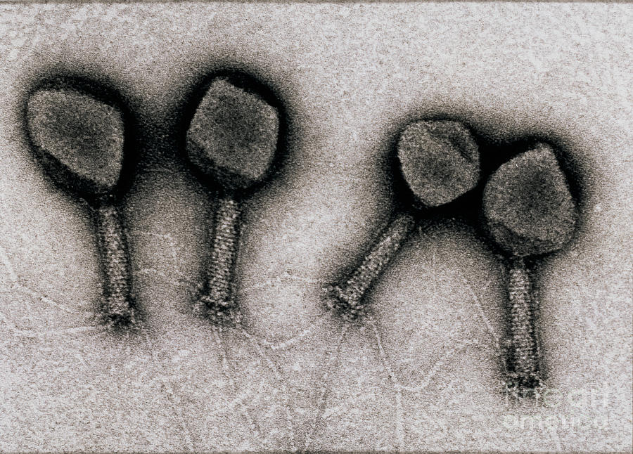 Bacteriophage T4 Photograph by Lee D. Simon