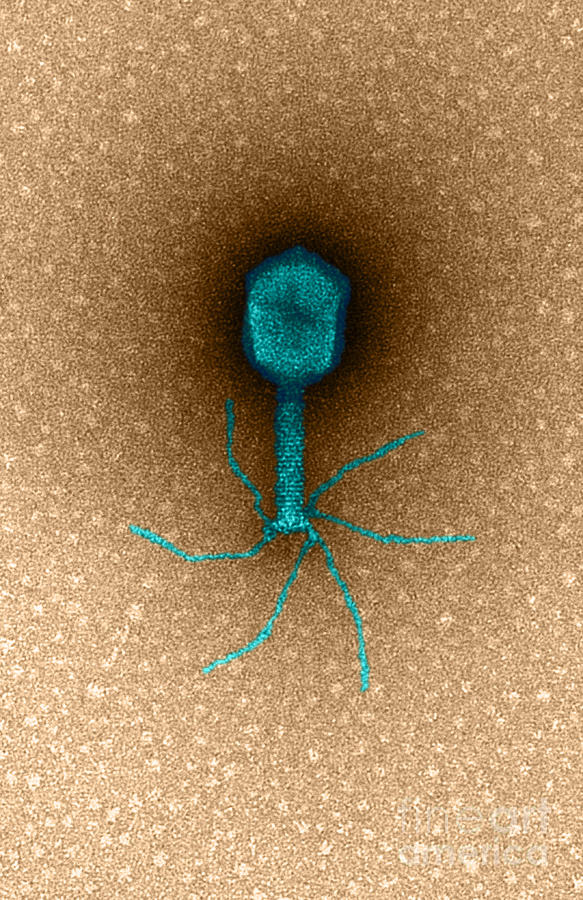 TEM Bacteriophage T4 Photograph by Biophoto Associates