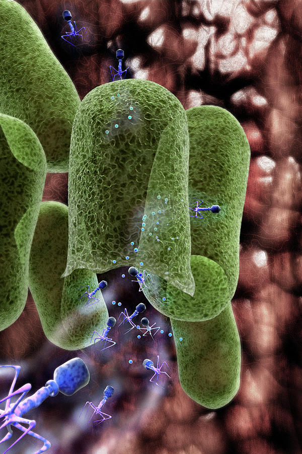 Bacteria Photograph - Bacteriophage Virions by Gunilla Elam/science Photo Library