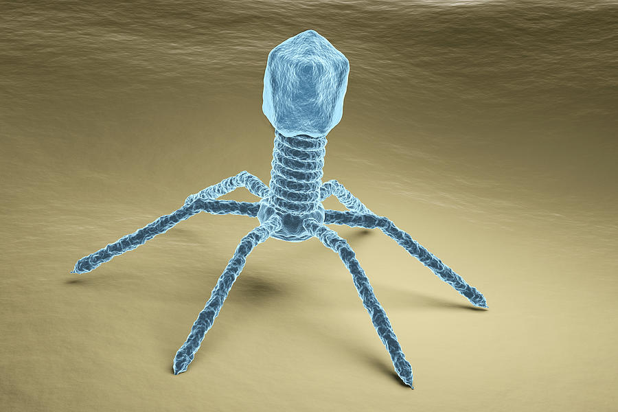 Bacteriophage virus electron microscopy image Photograph by Extender01