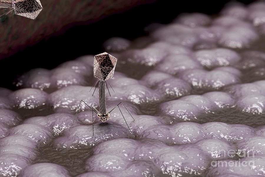 Infection Photograph - Bacteriophages by Science Picture Co