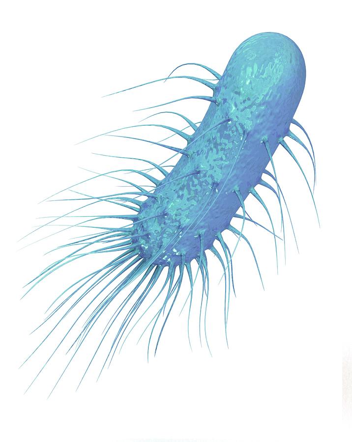 Bacilli Photograph - Bacterium by Mikkel Juul Jensen