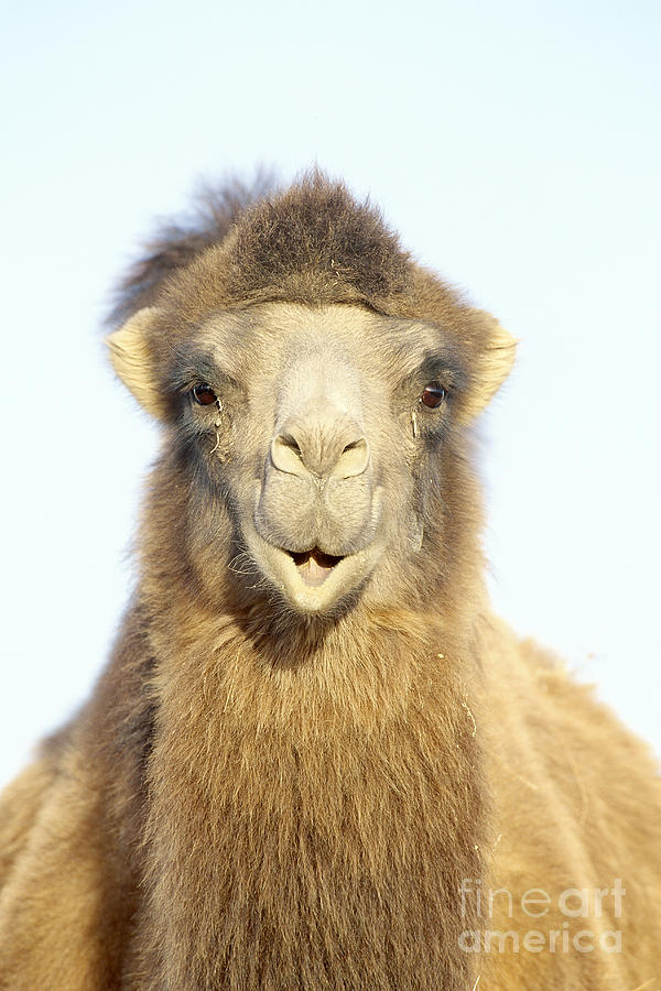 Bactrian Camel Camelus Bactrianus Photograph by Art Wolfe