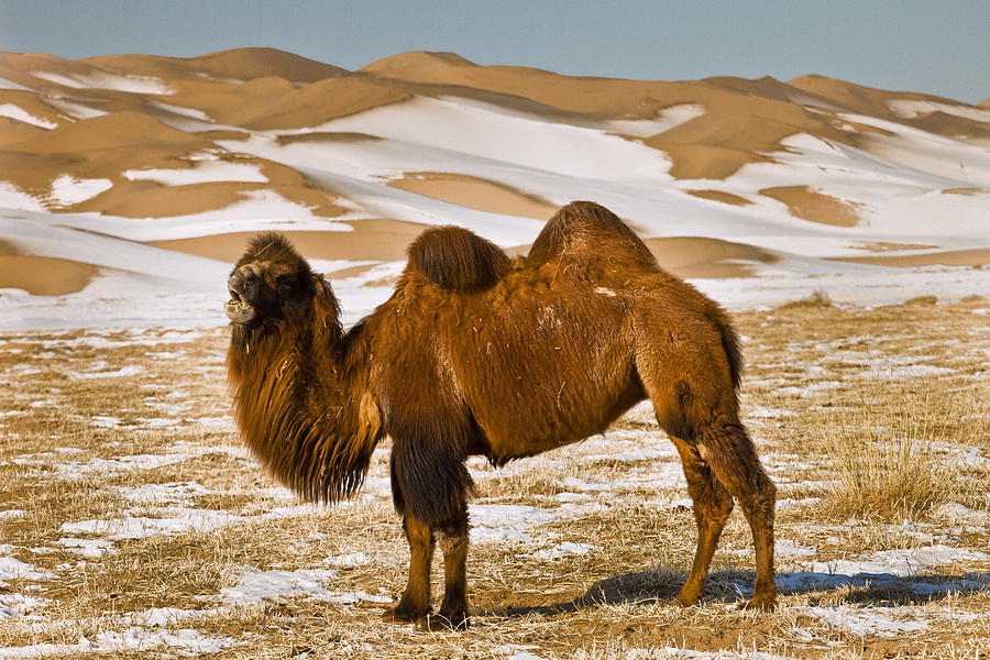 Bactrian Camel Grazing Khongor Sand Photograph by Colin Monteath
