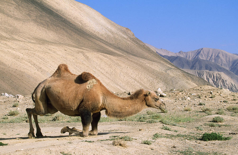 Bactrian Camel Photograph by M. Watson - Fine Art America