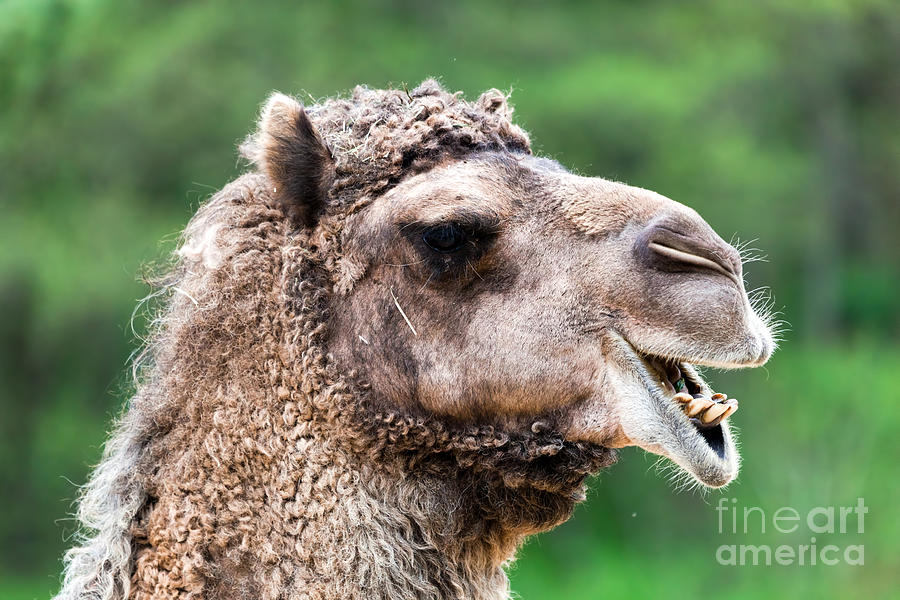 Bactrian camel portrait Photograph by Michal Bednarek