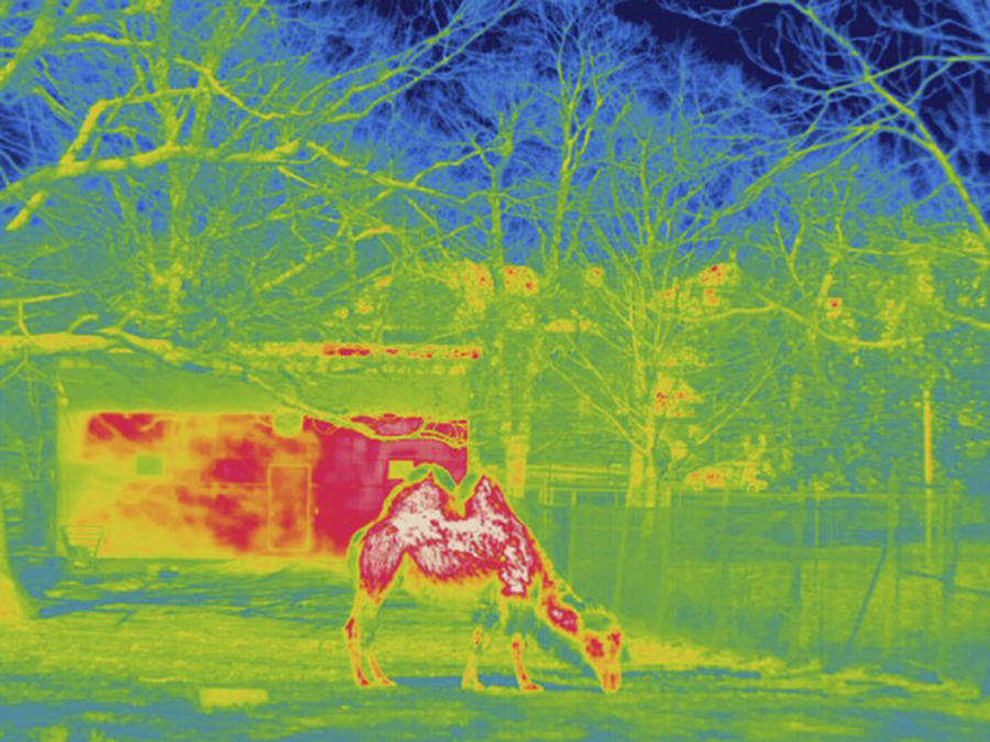 Bactrian Camel, Thermogram Photograph by Science Stock Photography