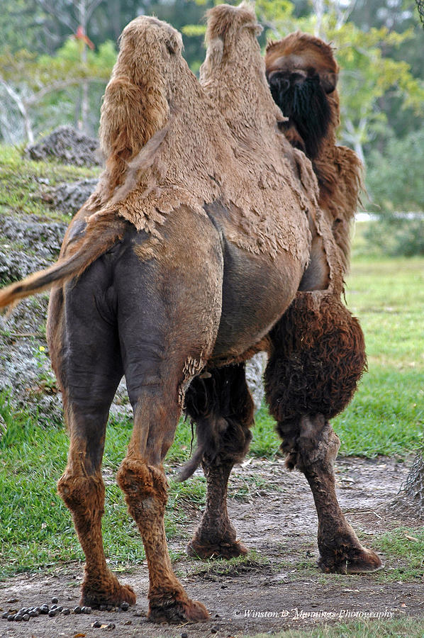 Bactrian Camel Photograph by Winston D Munnings