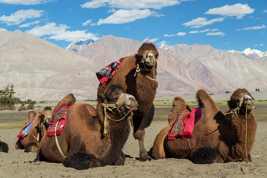 Bactrian Camels, Nubra Valley, Ladakh Photograph by Peter Adams