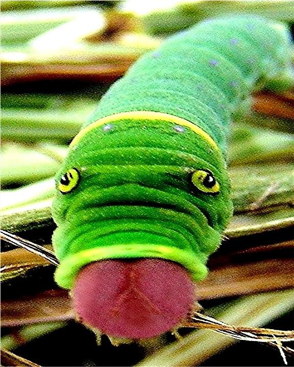 Nature Painting - Bad Day at Work - Worm With Tounge Stuck Out  by James Scott Preston
