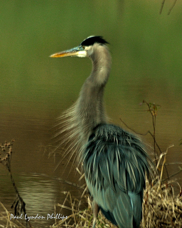 Bad Hair Day Heron Photograph by Paul Lyndon Phillips - Fine Art America