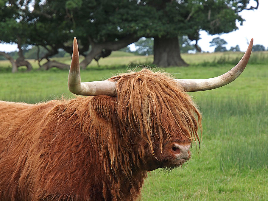 Bad Hair Day - Highland Cow Photograph by Gill Billington