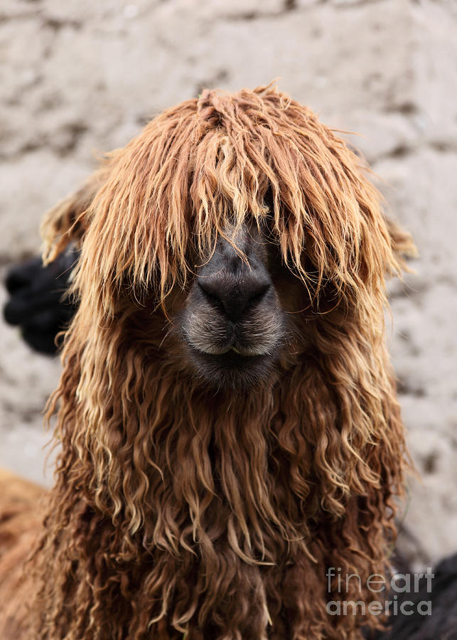 Bad Hair Day Photograph by James Brunker