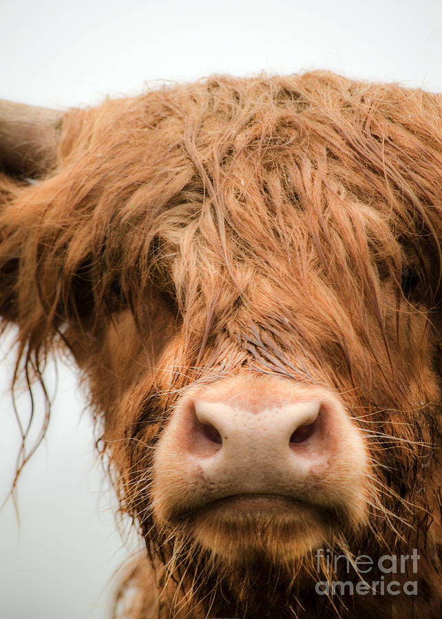 Nature Photograph - Highland Cow, Bad hair day by Linsey Williams