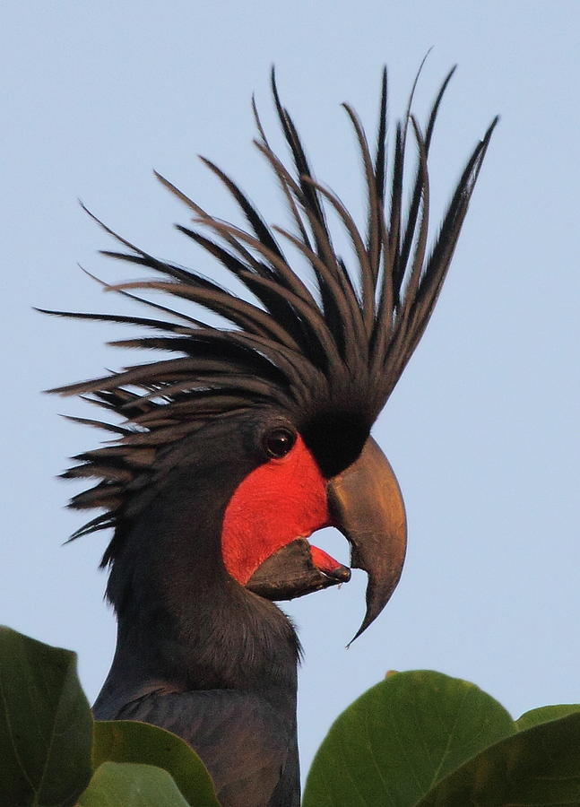 Bad Hair Day - Palm Cockatoo Photograph by Bruce J Robinson