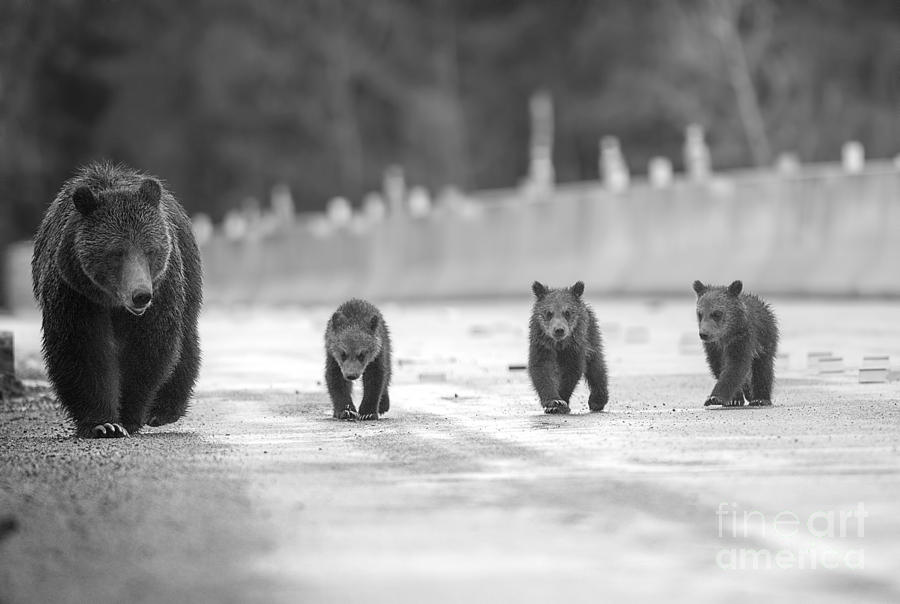 Bad News Bears Photograph by Deby Dixon