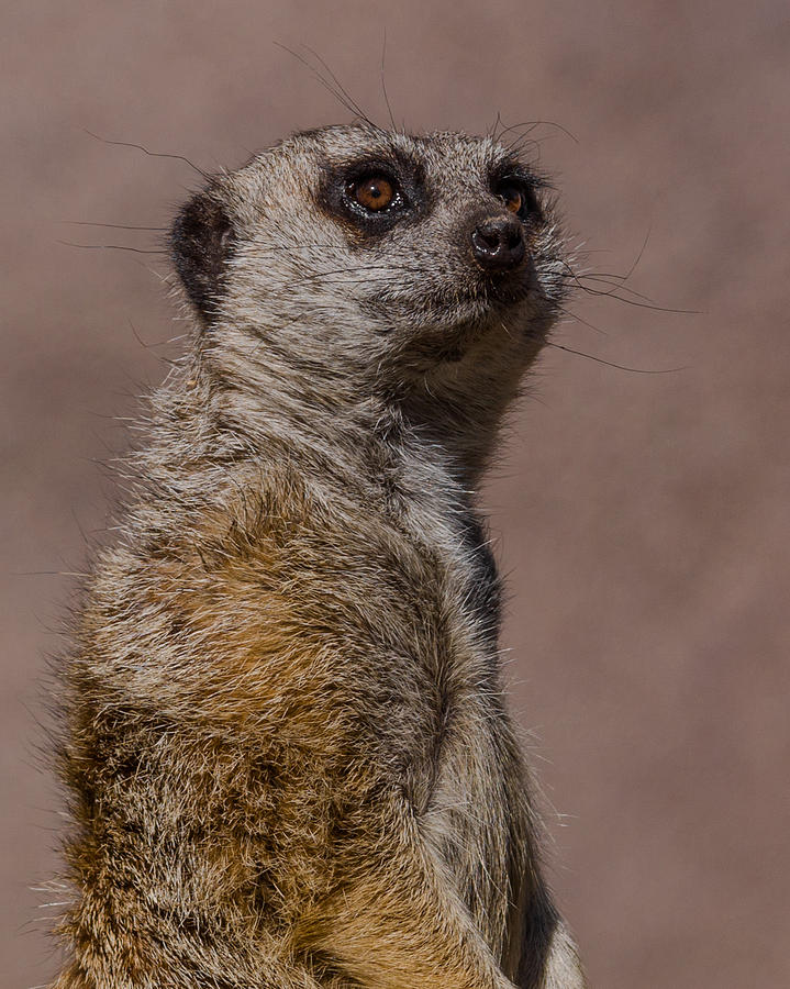 Meerkat Photograph - Bad Whisker Day by Ernest Echols