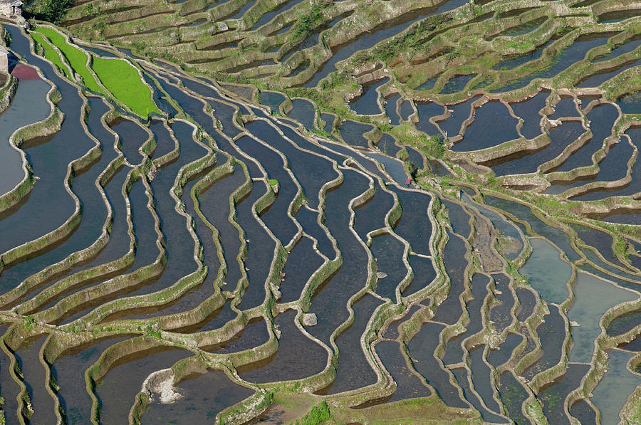 Bada Rice Terraces Photograph by Fo Dommergues