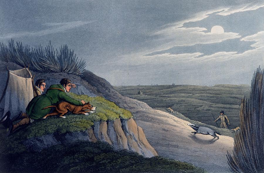 Landscape Drawing - Badger Catching, 1820 by Henry Thomas Alken