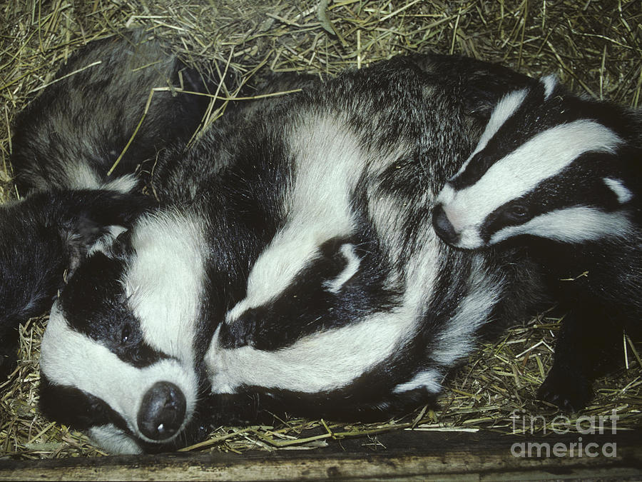 Badger Family Photograph by Phil Banks