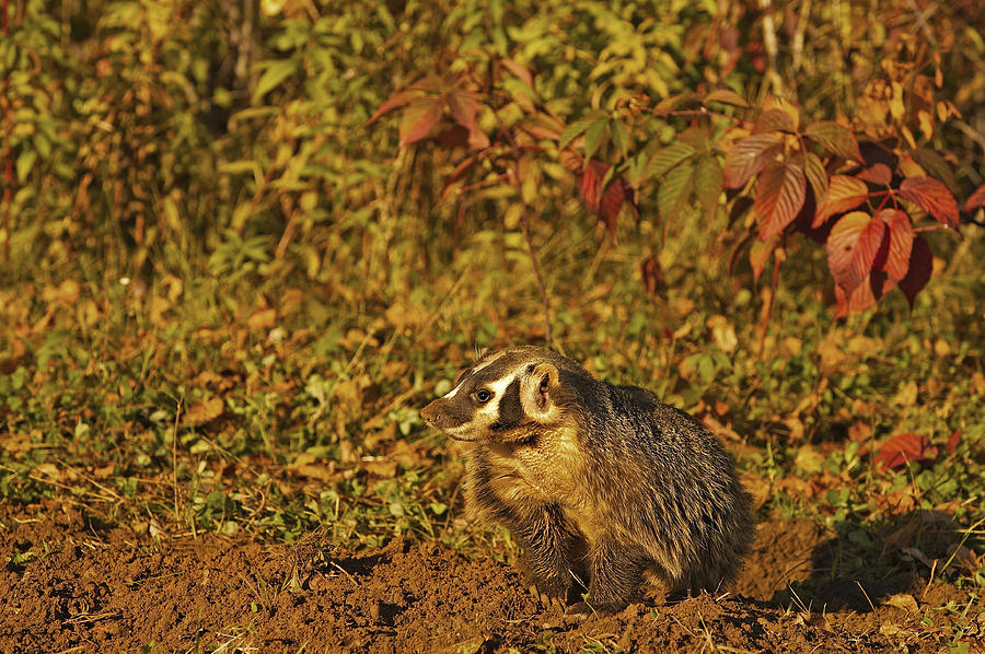 Badger Photograph by Jack Milchanowski