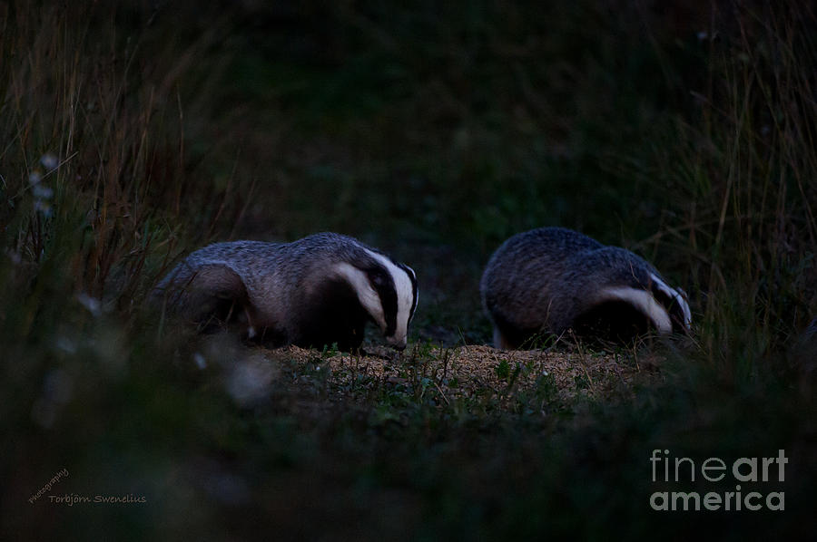 Badgers in the darkness Photograph by Torbjorn Swenelius