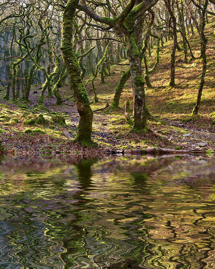 Badgeworth woods on Exmoor Photograph by Pete Hemington