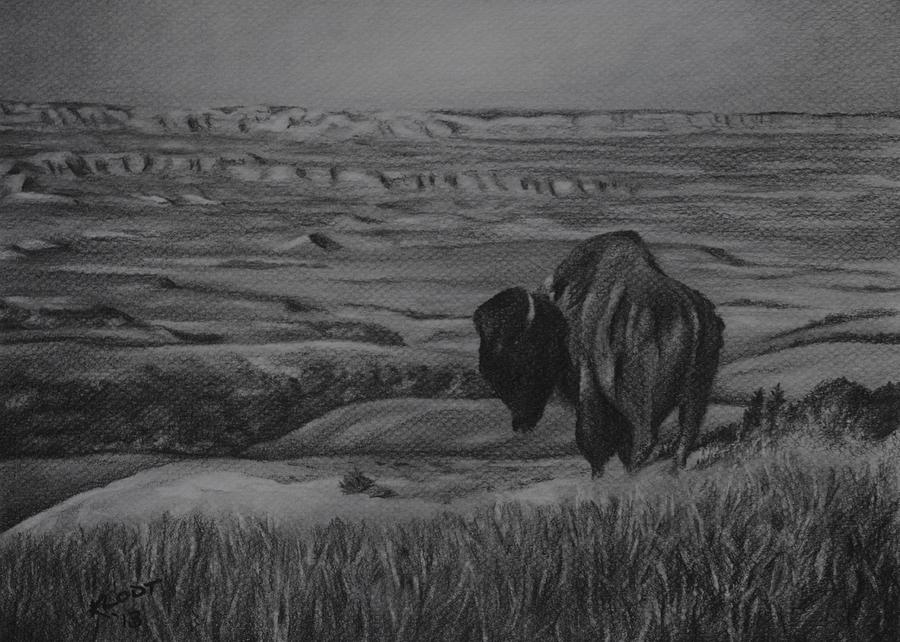 Badlands Bison Drawing by Jered Klodt - Pixels