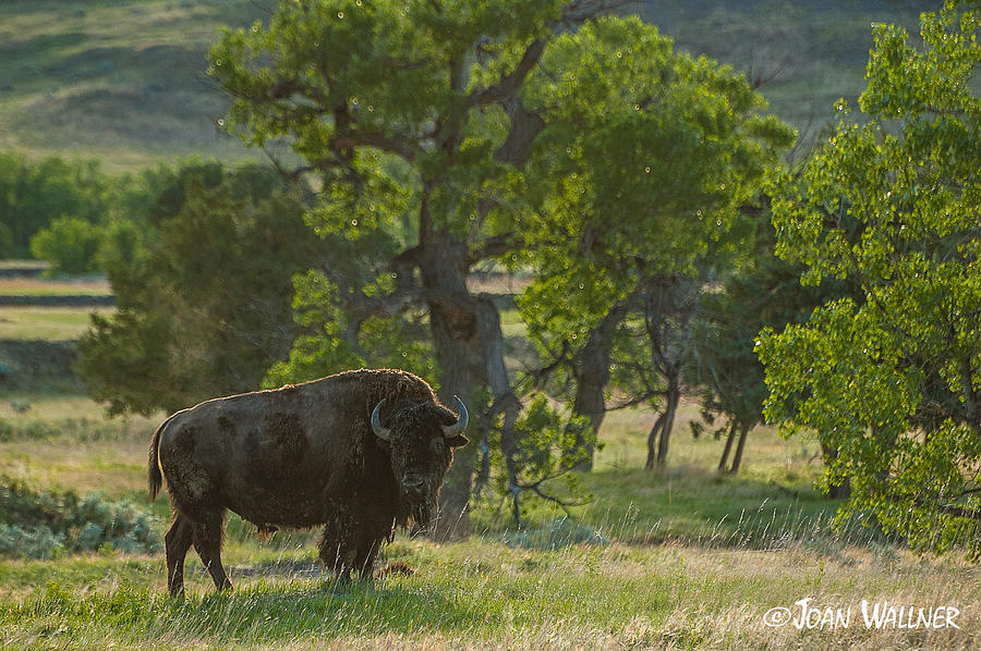Badlands bison Photograph by Joan Wallner
