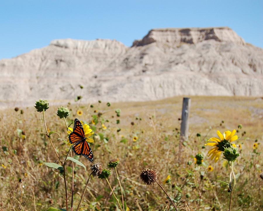 Badlands Butterfly Photograph by Greni Graph