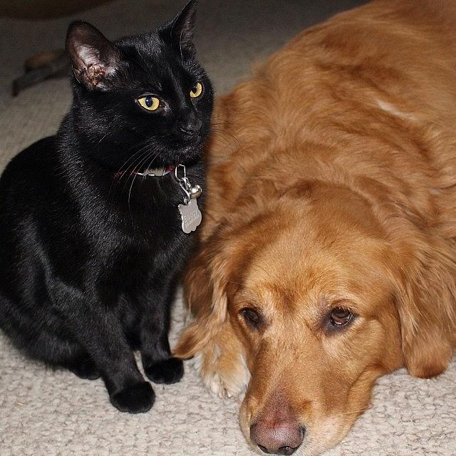 Indy Photograph - Bagheera And Indy ❤️❤️ by Meg Pace