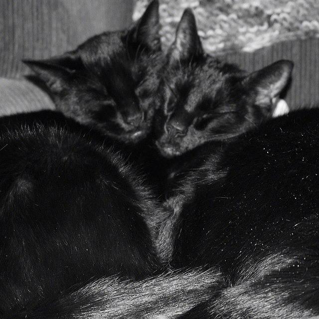Bagheera Photograph - Bagheera And Onyx Keeping Warm In Their by Meg Pace