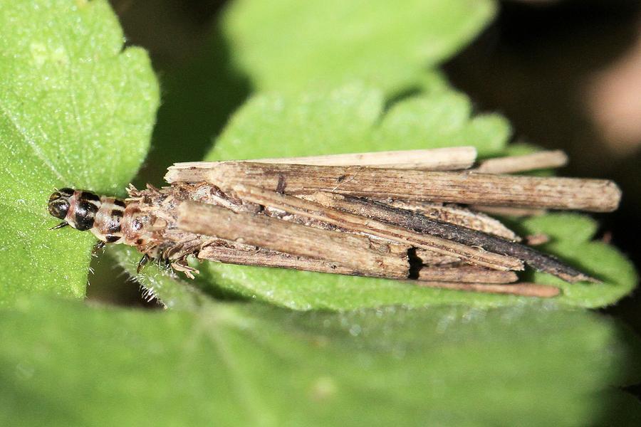 Bagworm Caterpillar on leaf Photograph by Doris Potter