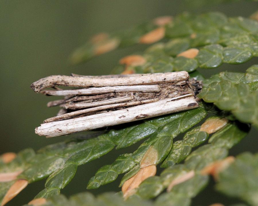 Bagworm moth pupal casing Photograph by Doris Potter