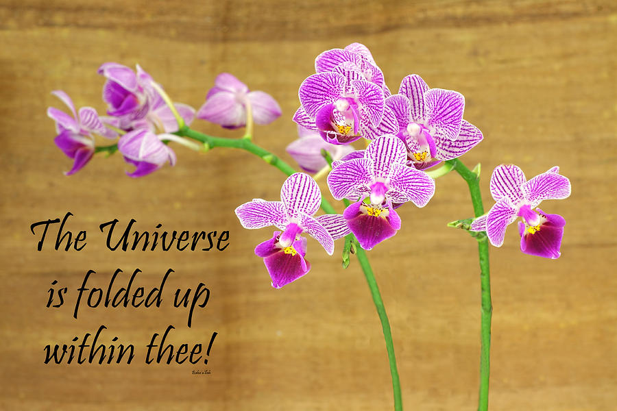 bahai-purple-orchid-quote-1-rudy-umans.jpg