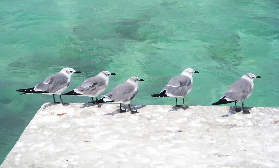 Bahama Birds Photograph by Aimee L Maher ALM GALLERY