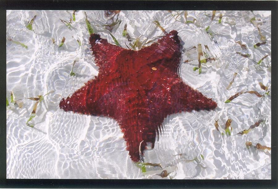 Bahama Starfish 1 Photograph by Robert Nickologianis