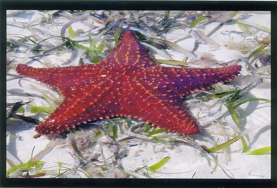 Bahama Starfish Photograph by Robert Nickologianis