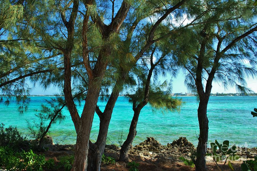 Bahamas Cypress Photograph by Bob Sample