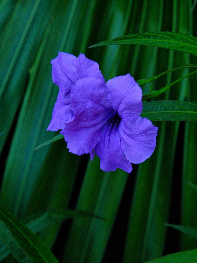 Bahamas Flowers 001 Photograph by Lance Vaughn