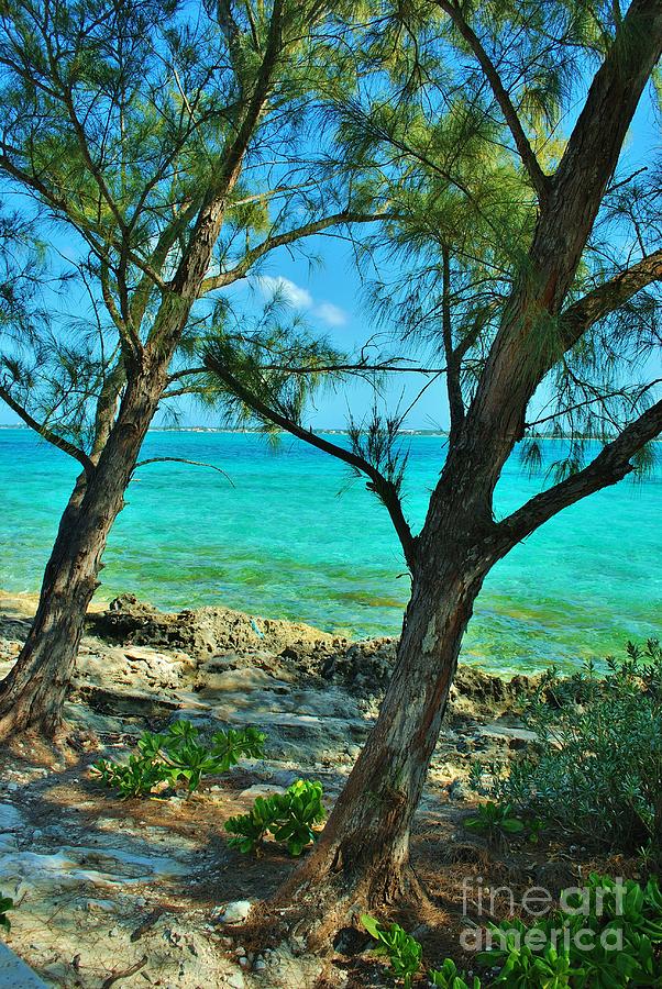 Bahamas Scene Vertical Photograph by Bob Sample