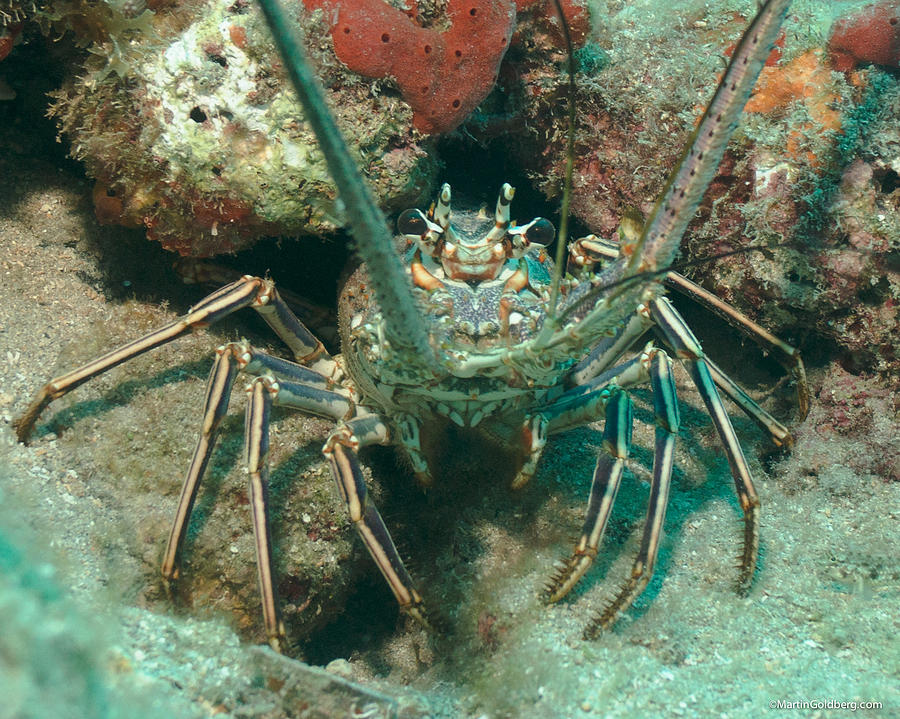 Bahamian Spiny Lobster Photograph by Martin Goldberg Pixels