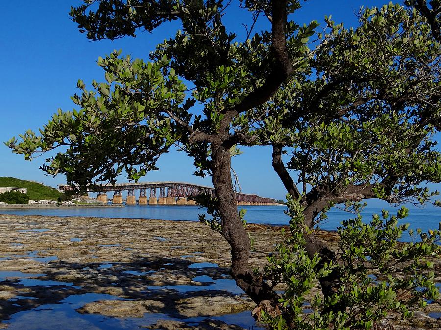 Bahia Honda Rail Bridge and Tree Photograph by Keith Stokes