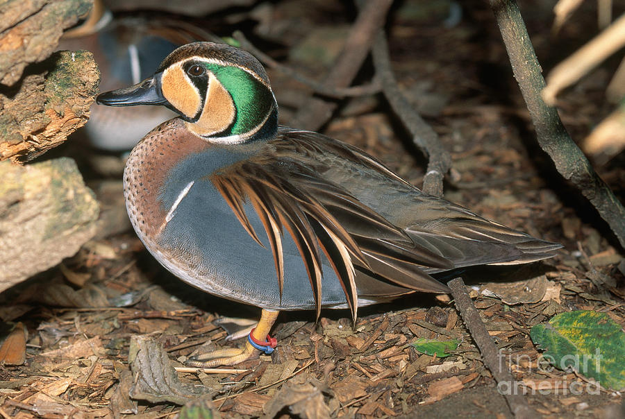 Baikal Teal Photograph by Anthony Mercieca - Fine Art America