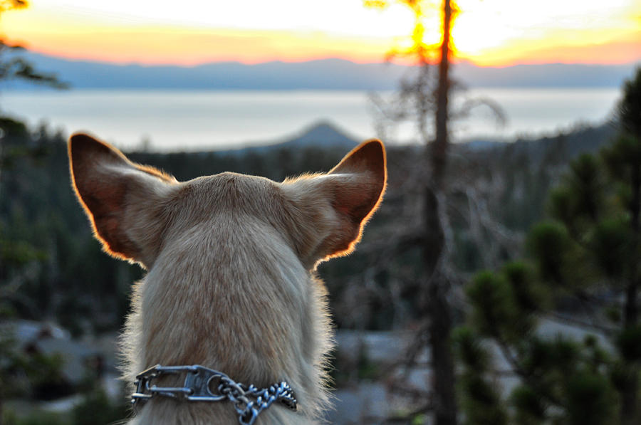 Bailey and Sunset - Lake Tahoe - Nevada Photograph by Bruce Friedman