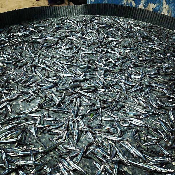 Bait Fish #small #market #sun #maldives by Sam Chamberlain