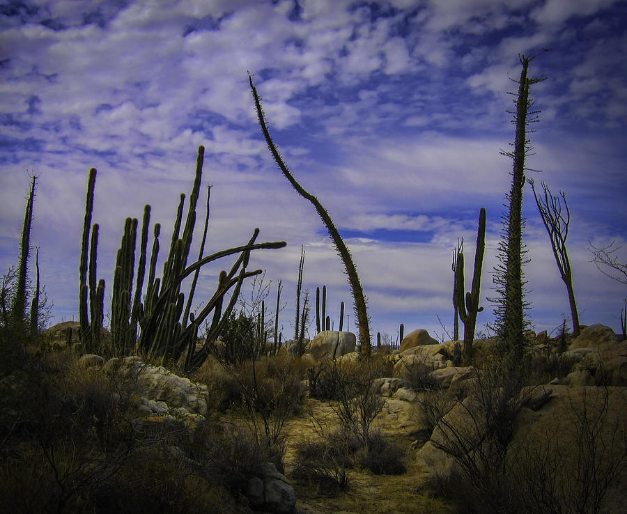 Baja Desert Photograph by Dean Ginther