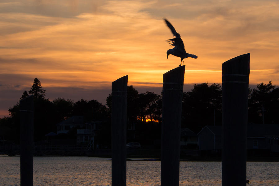 Balance - A Seagull Sunset Silhouette Photograph