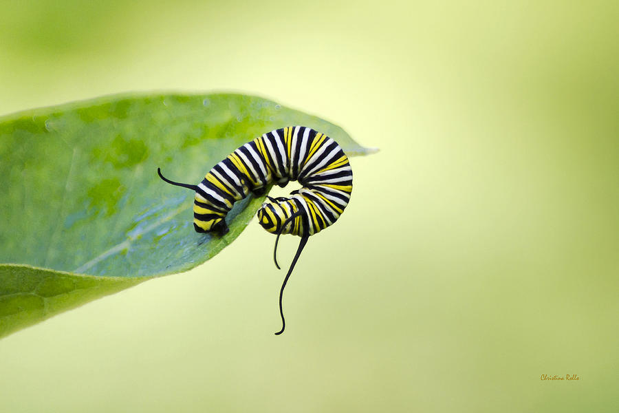 Butterfly Photograph - Balance of Nature by Christina Rollo