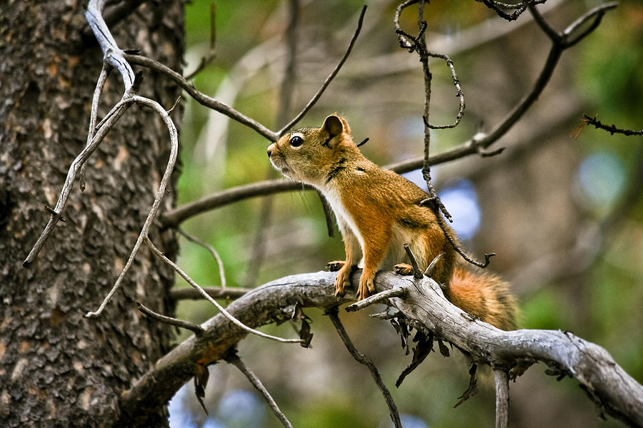 Balancing Act - Squirrel - Casper Mountain - Casper Wyoming Photograph by Diane Mintle